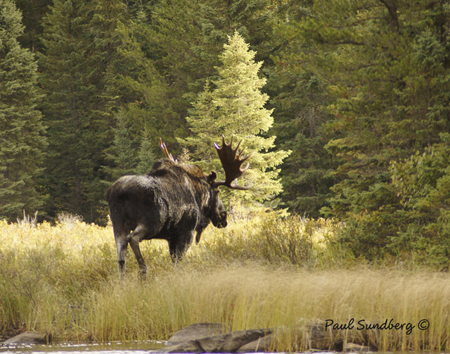 Bull Moose 2A.jpg